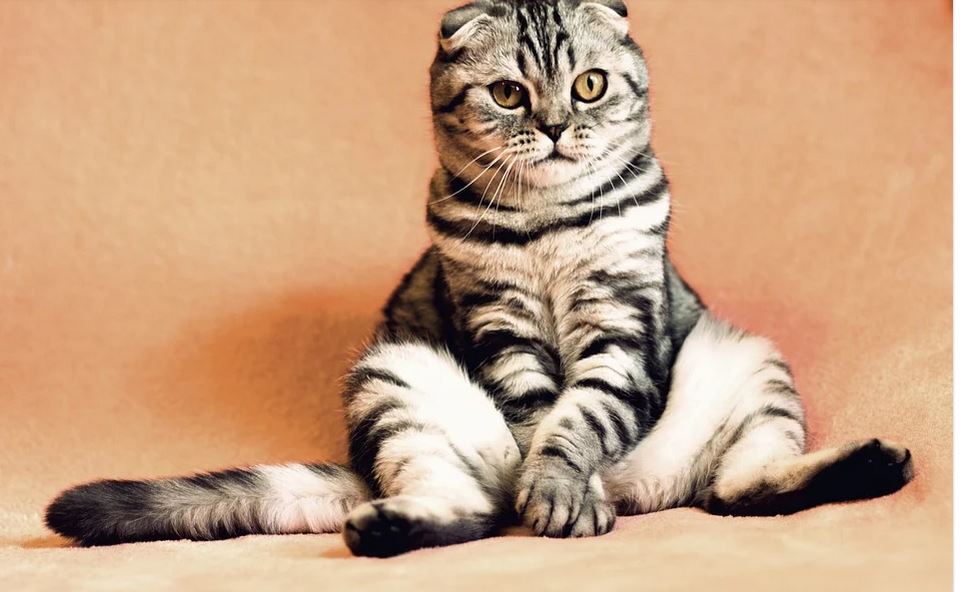 a cat relaxing